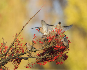 Waxwing on a tree with red berries in Perth, Scotland