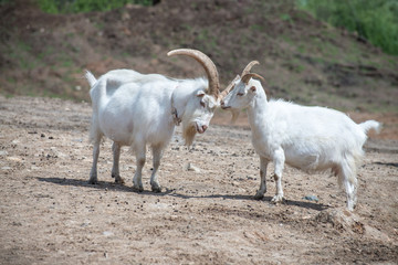 White goats grazing on stony ground plains near Bauska, Latvia.