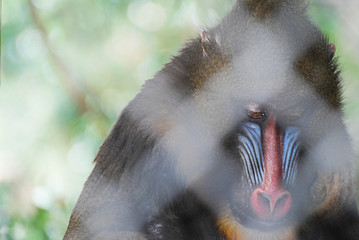 Baboon in Cage