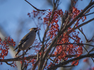 Waxwing on a tree with red berries in Perth, Scotland