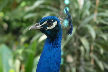Portrait photo of a peacock