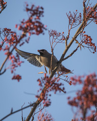 Waxwing on a tree with red berries in Perth, Scotland