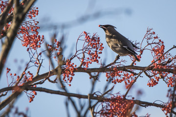 Waxwing on a tree with red berries in Perth, Scotland
