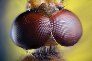 Dragonfly compound eye