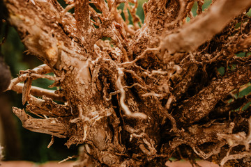 raices