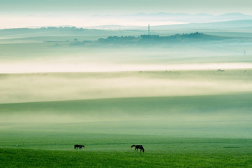 Obraz na płótnie Canvas The morning air of Hulunbuir grassland of China.