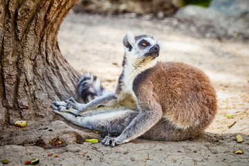 Fototapeta premium Ring-tailed Lemur 'Lemur Catta' in safari-park, Krasnodar, Russia
