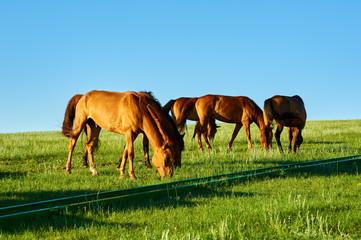 The haras in the summer grassland o fHulunbuir of China.