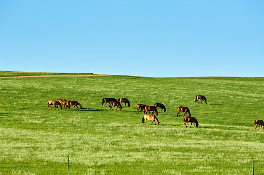 The haras in the summer grassland o fHulunbuir of China.