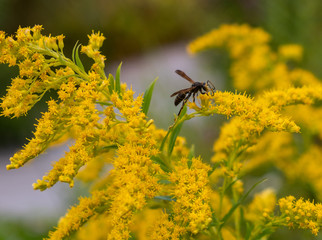 Bee collecting pollen on a stalk of golden rod 2