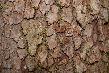 Bark