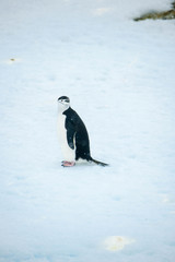 Obraz premium Beautiful shots of cute penguins in the Antarctica snow