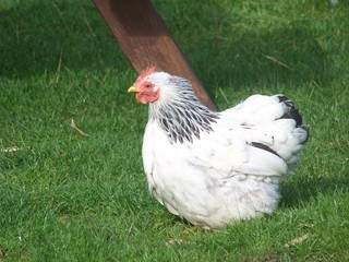 Sussex chicken, England