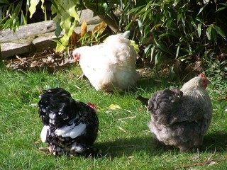 Sussex chicken, England