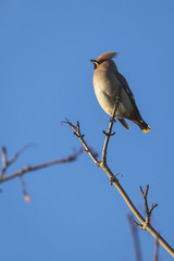 Waxwing on a tree with a blue sky background in Perth Scotland