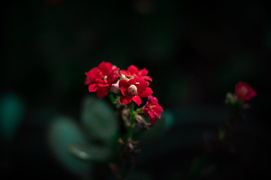 Little Flower