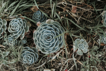 suculenta