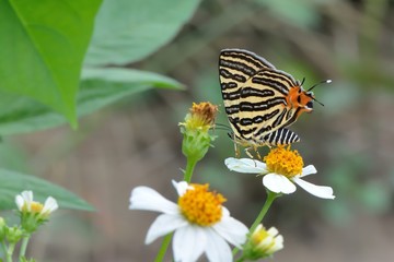 Fototapeta na wymiar Butterfly from the Taiwan ((Spindasis lohita formosana)Tiger gray butterfly