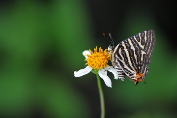 Butterfly from the Taiwan ((Spindasis lohita formosana)Tiger gray butterfly