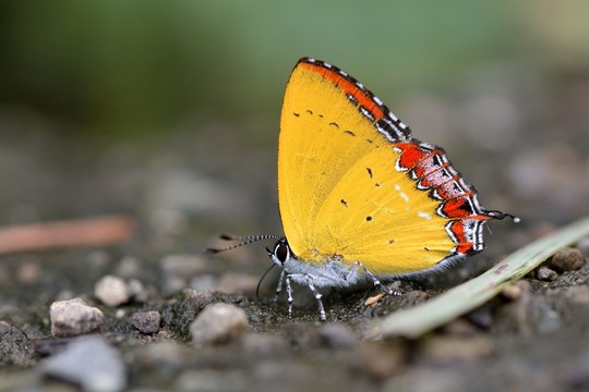 Butterfly from the Taiwan (Heliophorus ila matsumurae) Red Edge yellow little butterfly