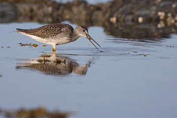 Grand chevalier se nourrissant de gammare