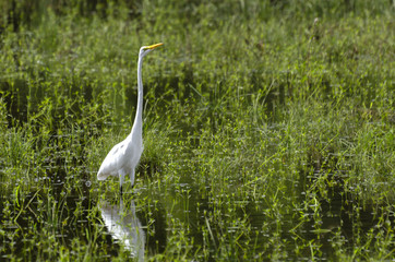 Fototapeta premium Salado Creel Egret