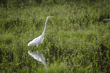 Salado Creel Egret