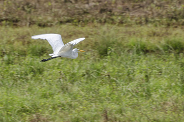 Salado Creel Egret