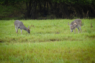 grazing bucks
