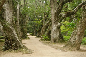 Fototapeta premium Jardim Botânico Carioca