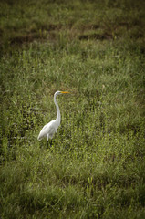 Egret in Marsh