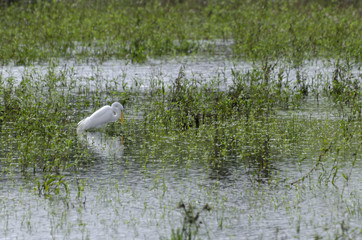 bent neck Egret