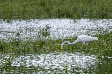 feeding Egret 