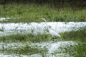 wading egret