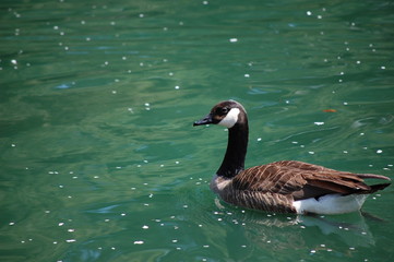 Duck swimming on the pond