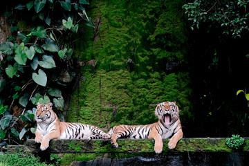 Fototapeta na wymiar Two bengal Tiger in forest show head and leg