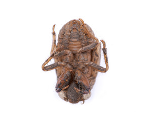 Fototapeta premium Cicada nymph shell (exuvum) isolated on white background. Periodical cicada emergence. Metamorphosis Nymphs exoskeleton. Larva hatch shell.