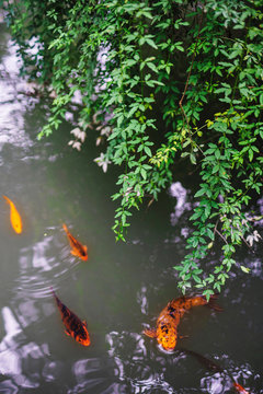 Brocade carp