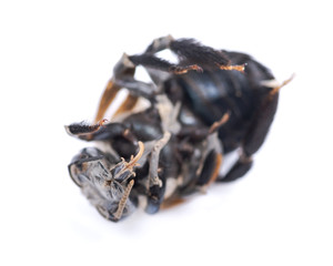 Dried dead insect bumblebee isolated on white background