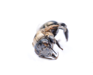 Dried dead insect bumblebee isolated on white background