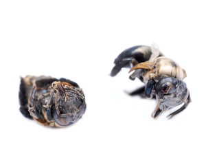 Dried dead insect bumblebee isolated on white background