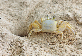 Crab - back view, Jamaica