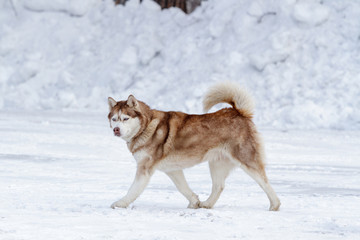 Thoroughbred husky dog in winter on white snow