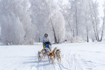 Woman musher hiding behind sleigh at sled dog race on snow in winter
