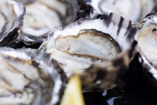 Closeup of fresh shucked oysters.