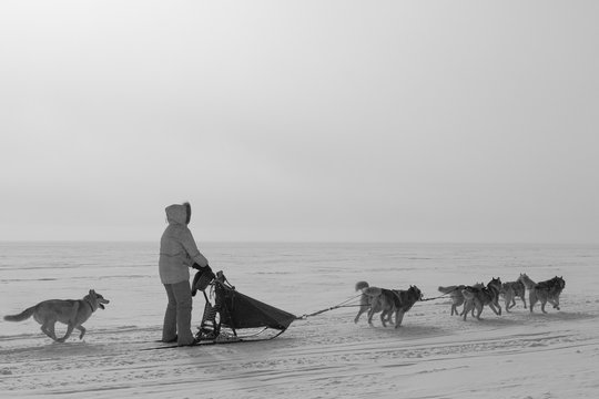 Woman musher hiding behind sleigh at sled dog race on snow in winter