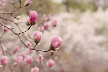 Amazing magnolia flowers in the spring season