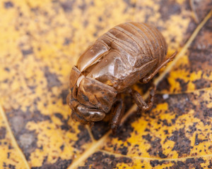 Cicada nymph shell (exuvum) on dry leaves. Periodical cicada emergence.  Metamorphosis Nymphs exoskeleton. Larva hatch shell.