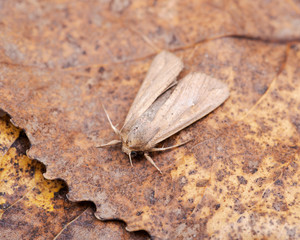 Grease moth (Aglossa cuprina), nocturnal moth, insect related to butterflies (Lepidoptera)on dry leaves.