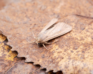 Grease moth (Aglossa cuprina), nocturnal moth, insect related to butterflies (Lepidoptera)on dry leaves.